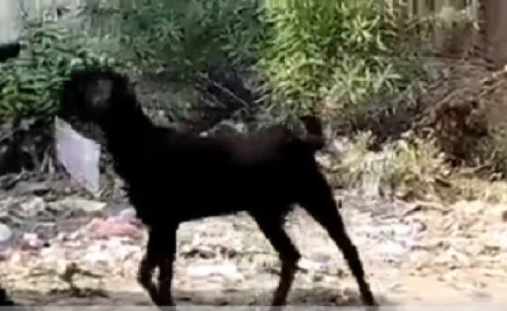 goat-ran-away-with-file-from-govt-office-in-kanpur-employee-was-seen-running-back-watch-funny-video