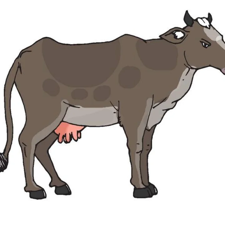 My cow does not give milk