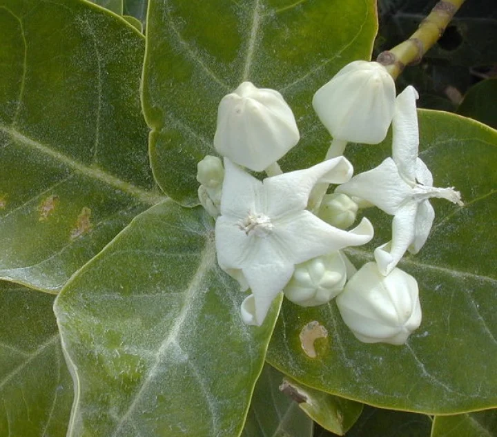 These plants