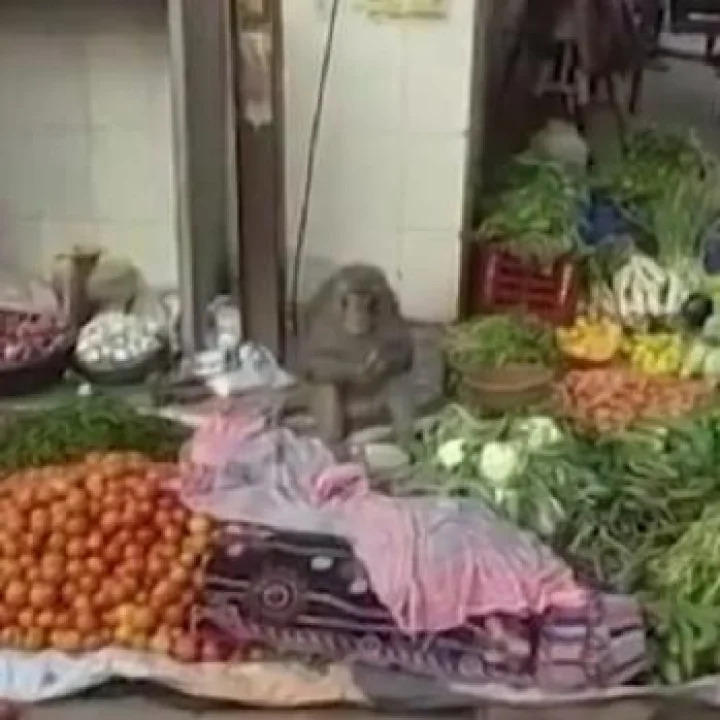 MP: माकडाने दुकानात बसून भाजी विकायला सुरुवात केली