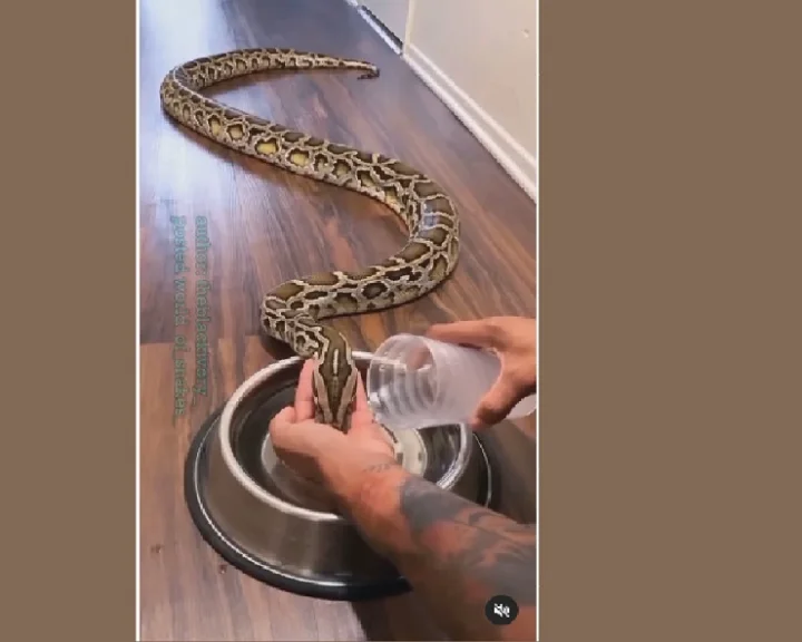 Finger watering dragon