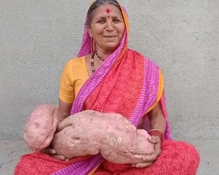 Seven kilos of Sweet potato in the field शेतात सात किलोचे रताळे