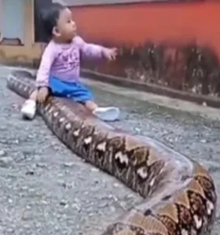 little boy playing with a giant python video viral महाकाय अजगारासोबत खेळणारा चिमुकला