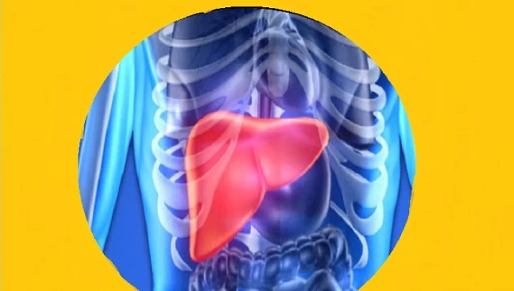 liver