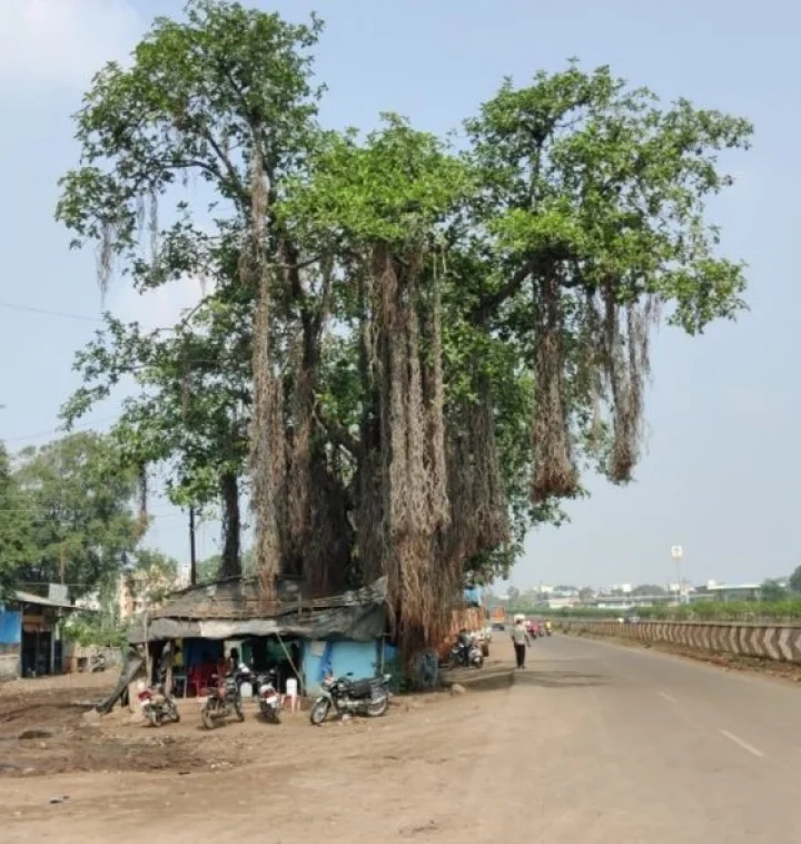pipal