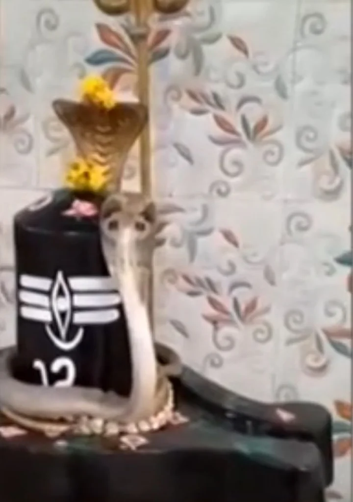 snake on shivlinga