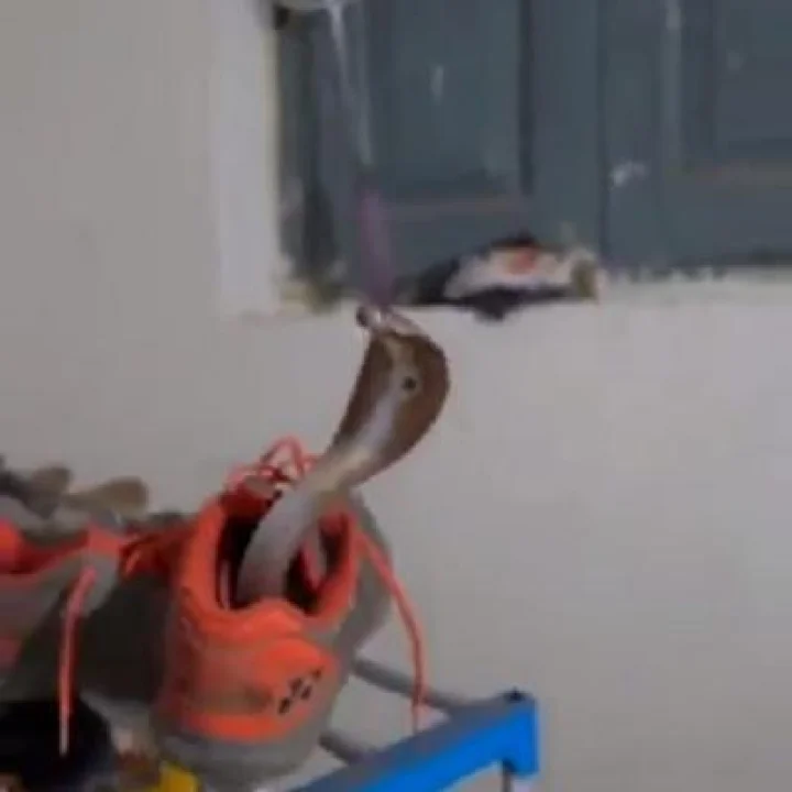 व्हिडीओ: बुटामध्ये भलामोठा साप