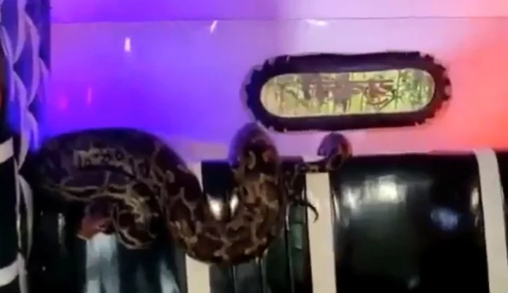 Python Viral Video 