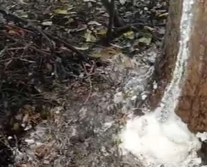 neem tree milk