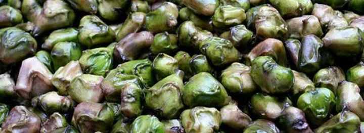 Benefits of Water chestnut Shinghada che Fayde 