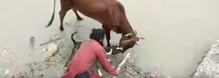 A pit bull attacked a cow in Kanpur
