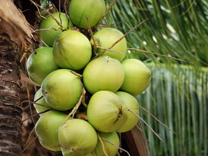 coconut tree