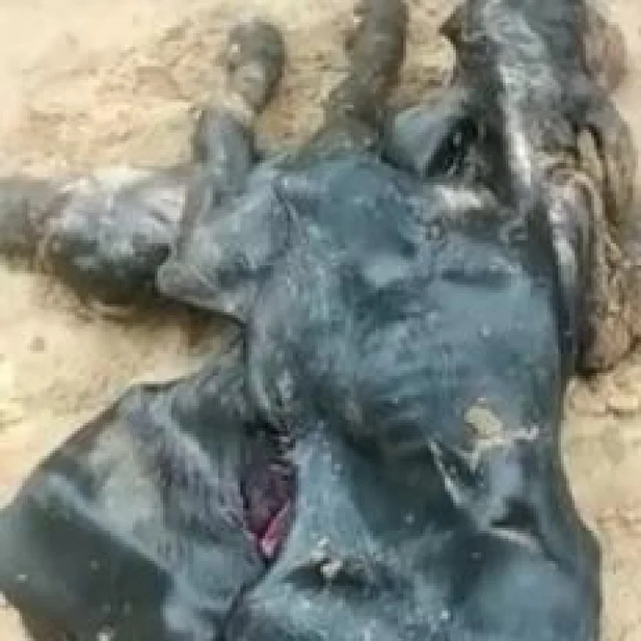 इथे झाला 4 डोळे, 8 पाय आणि 2 तोंड असलेल्या रेडकाचा जन्म