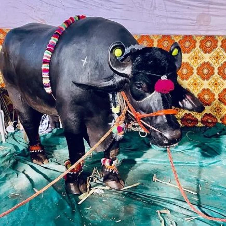 दीड कोटींच्या गजेंद्रची चर्चा