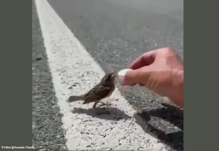cyclist stopped and share water with thirsty sparrow video viral