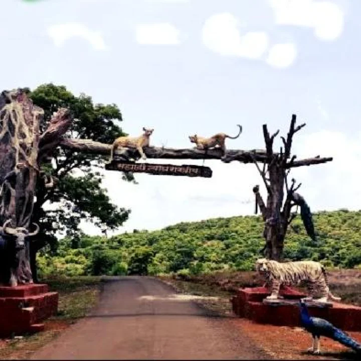 चांदोली राष्ट्रीय उद्यान Chandoli National Park