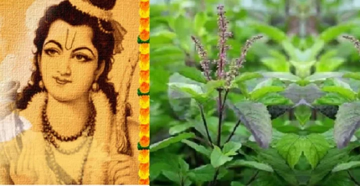 ram navami tulsi