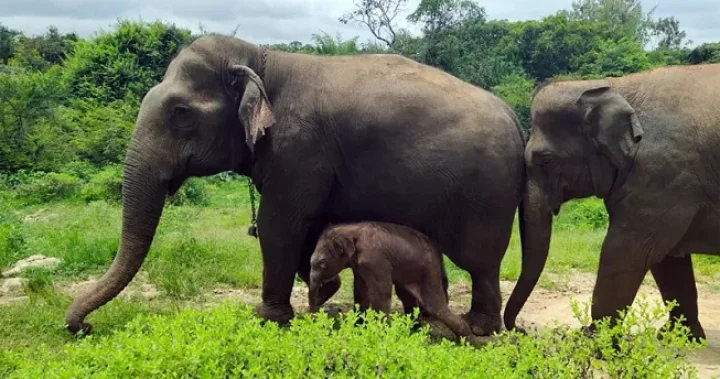 elephant