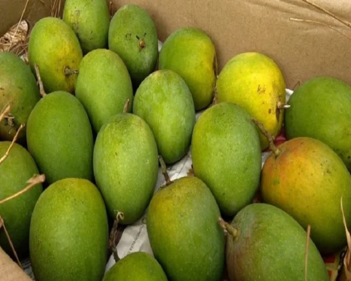 devgad mango