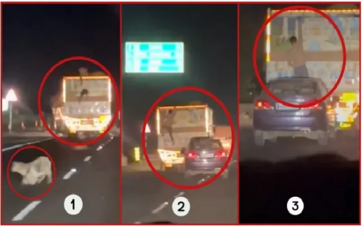 Goats thrown from a moving truck