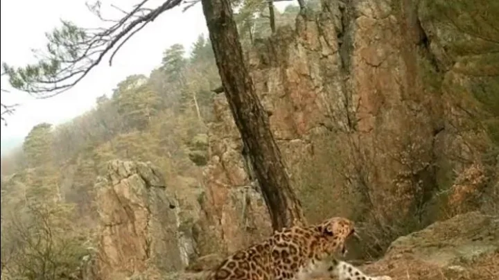 Leopard Surya Namaskar सूर्य नमस्कार करणारा बिबट्या सोशल मीडियावर व्हायरल