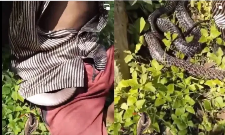 snake entered the shirt