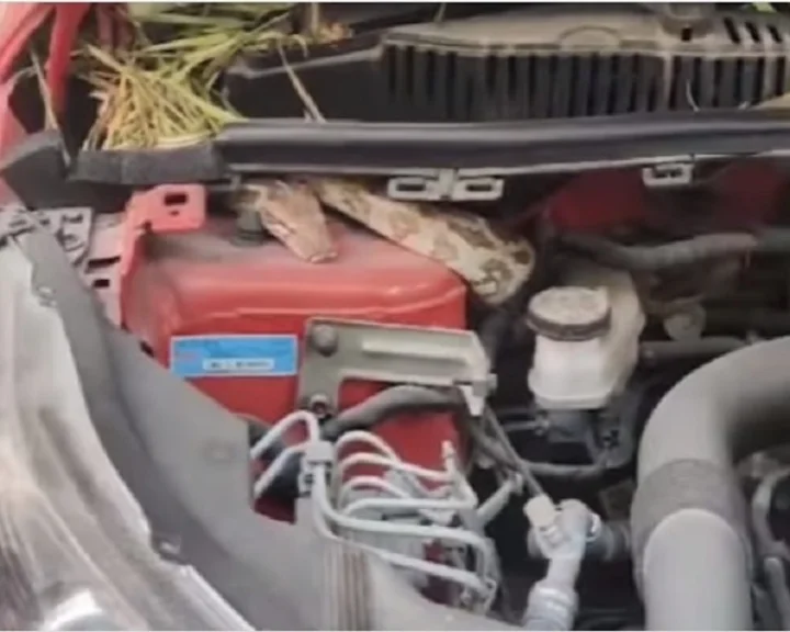 Python  in car
