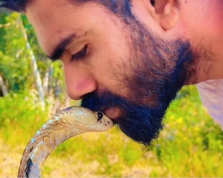 cobra kiss