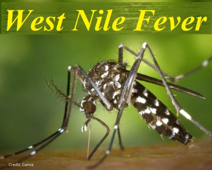 West Nile Fever Symptoms
