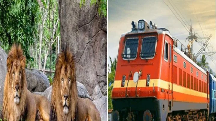 10 सिंहांना रेल्वे ट्रॅकवर बसलेले पाहून रेल्वे चालकाने लावले अचानक ब्रेक, मग....