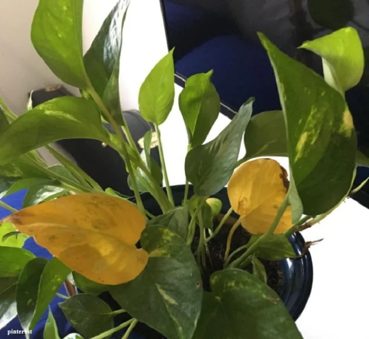 if Money plant leaves turning yellow then be careful