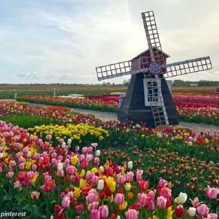 बहरलेल्या सुंदर फुलांचा देश नेदरलँड