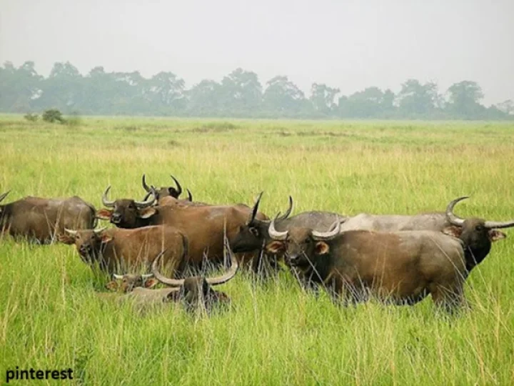Kaziranga