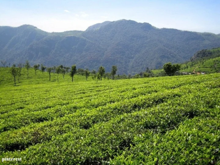COONOOR