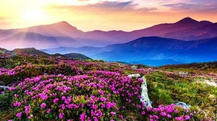 Valley of Flowers Uttarakhand येथे अनेक प्रकारची फुले उमलतात