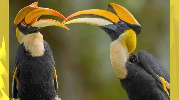 Unique Love Story Of Hornbill