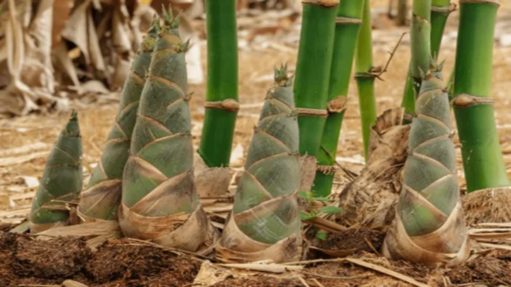 World Bamboo Day