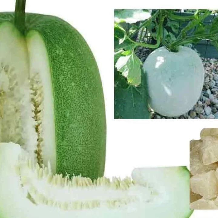 नवरात्रीत कुष्मांडा खाण्याचे फायदे: आजार दूर राहतील आणि देवीचा आशीर्वाद मिळेल