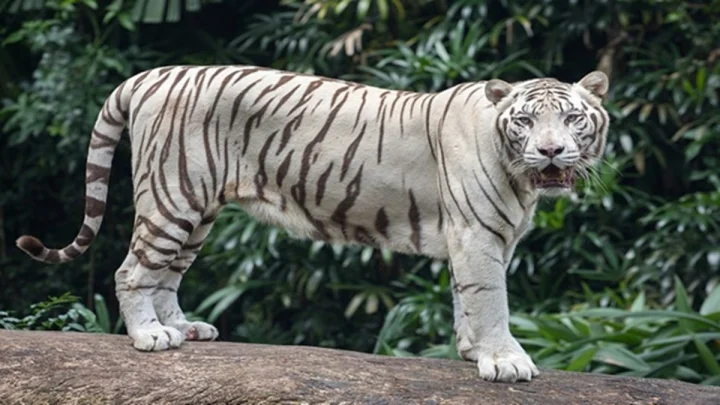 Madhya Pradesh for jungle safari