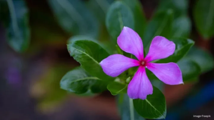 What are the benefits of periwinkle for diabetes