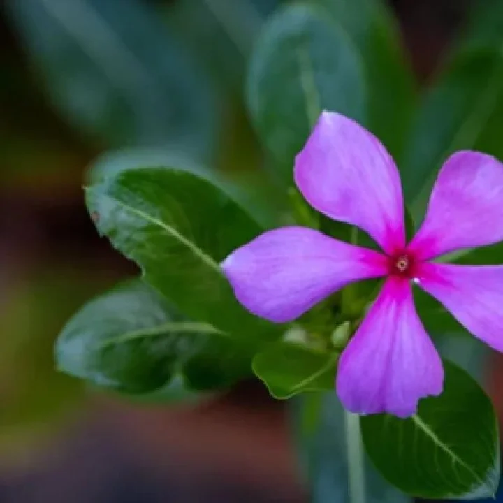 What are the benefits of periwinkle for diabetes