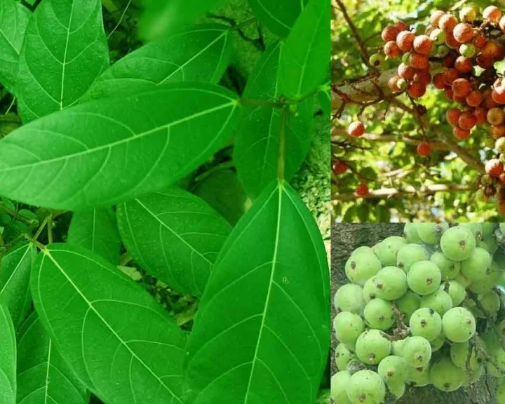 घराजवळील औदुंबराचे झाड तोडण्याचा कोणता नियम आहे