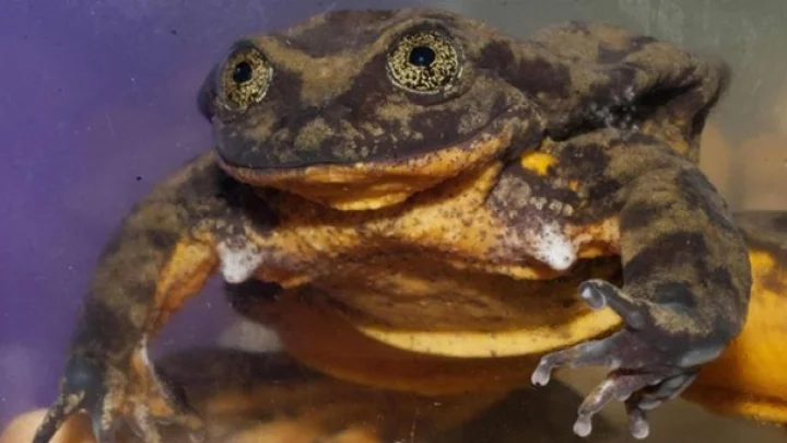 Man's face resembles a frog