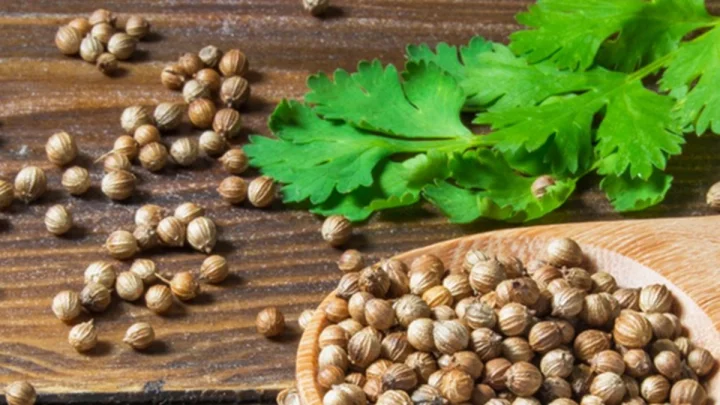 coriander