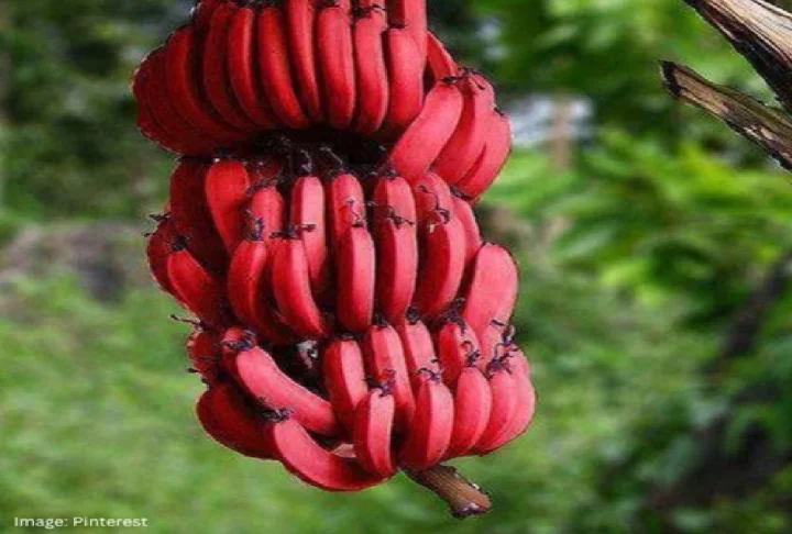 red banana benefites