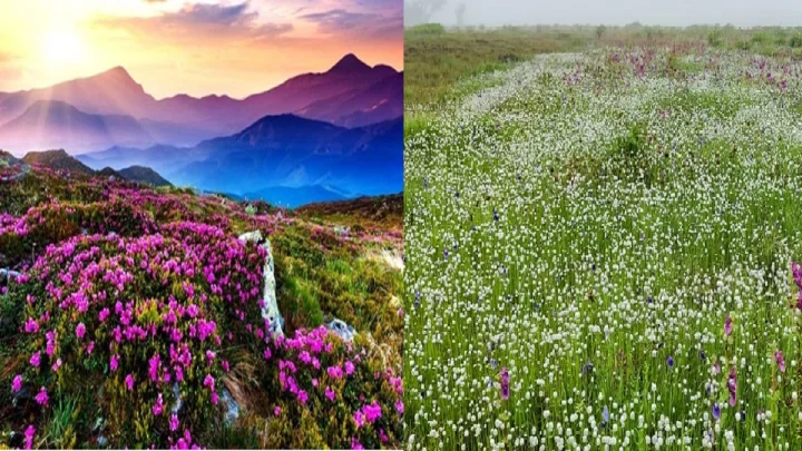 Valley of Flowers