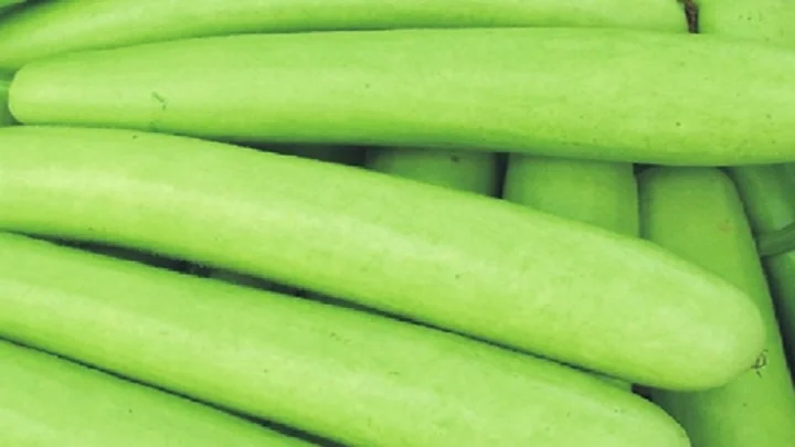 Bottle Gourd