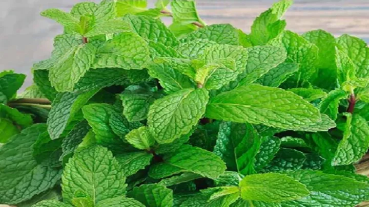 Mint Benefits