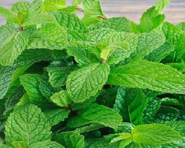 Mint Benefits