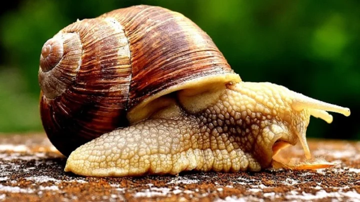 snail